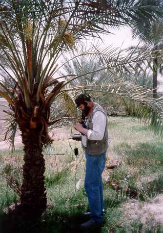 WD60palm1s